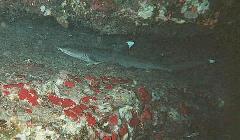 Molokini Whitetip Shark 1.jpg